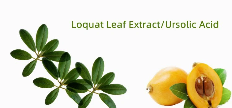 Loquat Leaf Extract.png